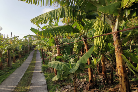 bananen-madeira