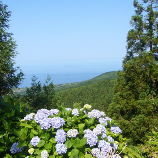 hortensia-azoren